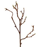 maxifleur Kunstlische Magnolia Holz-Zweig 50 cm