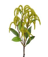 maxifleur Künstliche Amaranthus Zweig 55 cm grün