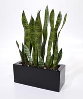 Sanseveria kunstplant 60 cm steker