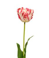 maxifleur Künstliche van Gogh Tulpe Blume 70 cm rot-weiß