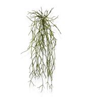 maxifleur Künstliche Rhipsalis Micrantha Hängepflanze 55 cm