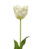 maxifleur Künstliche van Gogh Tulpe Blume 70 cm creme