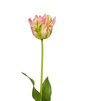 maxifleur Künstliche van Gogh Tulpe Blume 70 cm grün-rosa