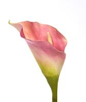 Calla kunstbloem deluxe 55 cm rose