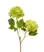 maxifleur Künstliche Viburnum Stengel-Blume 55 cm grün