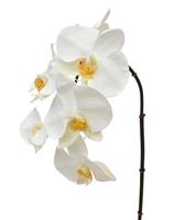 Phalaenopsis kunsttak 55 cm creme