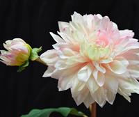 Dahlia kunsttak 50 cm roze