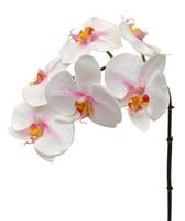 Phalaenopsis kunsttak 55 cm roze