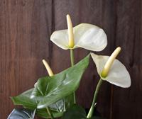 Anthurium kunstplant 40cm - crème
