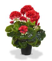 Geranium kunstplant in pot 40cm - rood