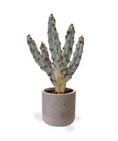 Tetragonus kunst Cactus 35cm - bruin