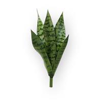 Sanseveria Boeket 40 cm groen
