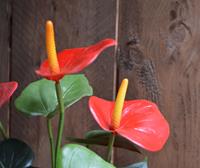 Anthurium kunstplant 40 cm rood in 10 cm pot