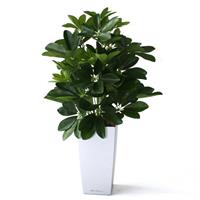 Raam Schefflera 50cm