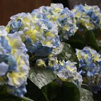 Hortensia Deluxe kunstplant 45 cm blauw