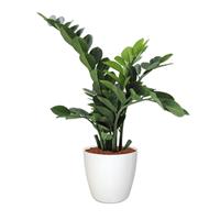 Zamioculcas kunstplant 65cm