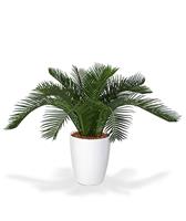 Cycas Babypalm N 45 cm