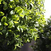 Buxus Bol Deluxe 25 cm