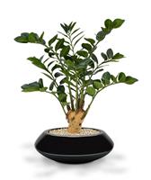 Zamioculcas 65 cm kunstplant op voet