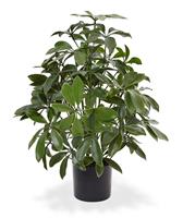 Schefflera kunstplant 50cm - UV bestendig