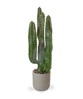 Euphorbia kunst Cactus 70cm