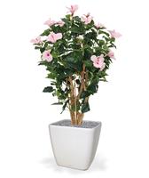 Hibiscus Deluxe 100 cm roze