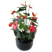 Anthurium Deluxe kunstplant 80 cm rood