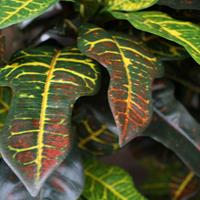 Croton Deluxe XL 90 cm kunstplant