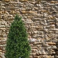 Kunst Buxus Tower 110 cm UV