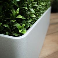 Buxus Heg Deluxe 80x27 cm UV