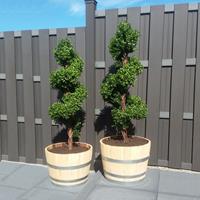 Buxus Deluxe Spiraal 140 cm UV