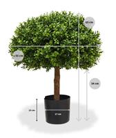 Buxus Bol Half 60 cm UV