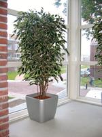 Ficus kunstboom Exotica Deluxe 180 cm bont