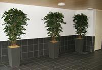 Ficus Exotica Deluxe kunstboom 180 cm groen