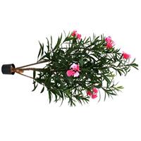 Oleander Kunstplant Deluxe 150 cm rose