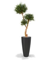 Olijf Bonsai Deluxe x3 160 cm