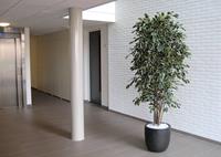 Ficus kunstboom Exotica Deluxe 210 cm bont