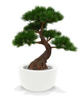 Pinus Bonsai x5 Deluxe 80 cm op voet