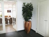 Ficus Cyathistipula deluxe kunstplant 160cm