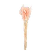 Leen Bakker Droogbloemen Lagarus - bosje - roze - 45 cm