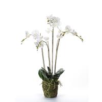 emerald Kunstpflanze Phalaenopsis mit Moos  Weiß
