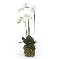 emerald Künstliche Phalaenopsis-Orchidee  Weiß