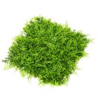 emerald Kunstpflanzen-Matten 4 Stk. Koniferen-Farnen-Mix 50x50 cm Grün