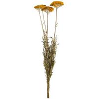 Leen Bakker Droogbloemen Achillea 3-stuks - 70 cm