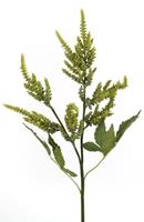 Flower & Style Kunstpflanzen & -blumen Prachtspiere Aloe Vera 51 cm (grün)