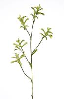 Flower & Style Kunstpflanzen & -blumen Känguruzweig soft grün 75 cm (grün)