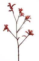 Flower & Style Kunstpflanzen & -blumen Känguruzweig rot 75 cm (rot)