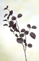 Flower & Style Kunstpflanzen & -blumen Blätterzweig Magnolia aubergine 72 cm (lila)