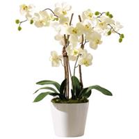 PUREDAY Kunstpflanze Orchideentopf Elegance Kunstpflanzen natur