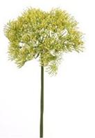 Flower & Style Kunstpflanzen & -blumen Trachelium gelb 68,5 cm (185483) (grün)